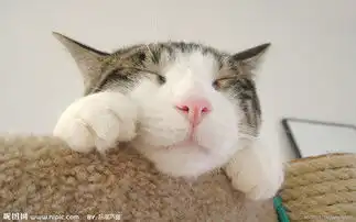 求这个猫的所有表情包右下角不要logo的另外问一下这个猫的学名叫什么重赏
