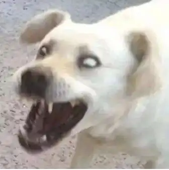 玩家刚下线就被卖到了青楼当年那些被官方气哭的武侠游戏