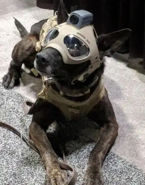 笑出声大爷给柴犬狗子带上了戴铁盆头盔,秒变表情包