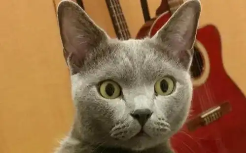 猫咪睡觉的姿势太销魂,轻轻一弹瞬间懵逼