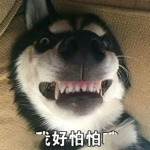 二哈,还是别人家的好