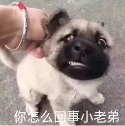 高逼格表情包快收好,教你一秒变身斗图小能手