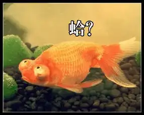这位车主你是不是表情包大战总指挥