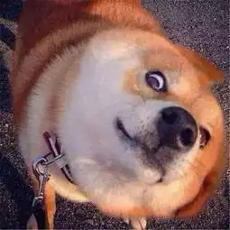 曾用一张笑脸治愈无数人的柴犬北登,今后只能用表情包缅怀