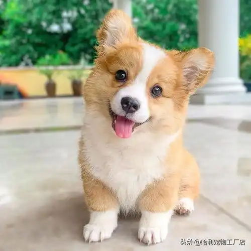 超会摆表情的疗愈系小柯基,吐舌歪头样样来各种呆萌瞬间大集合