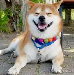 一只怎么看都像是没睡醒的柴犬,喂,你能睁下眼么