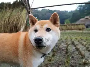 谢谢你曾来过,留下这么多美好