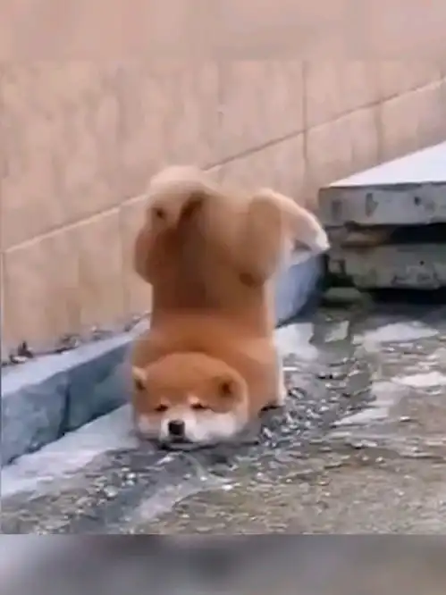 这只狗.....让我开心了好几天