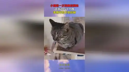 小猫第一次接触筋膜枪,逐渐适应了力度,表情开始不受控制