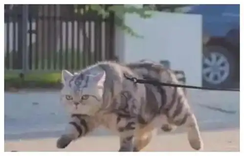男子带着猫咪去散步,发现路人总回头看自己,低头一看瞬间明白了