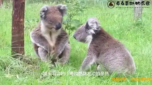 考拉被同伴赶下树,坐在树下哇哇大哭,接下来请憋住别笑