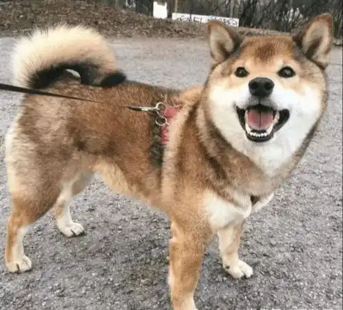 敢养柴犬我敬你是条汉子