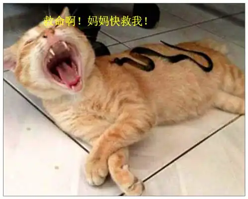 猫咪睡午觉醒来,发现身上有东西,回头一看瞬间吓坏了