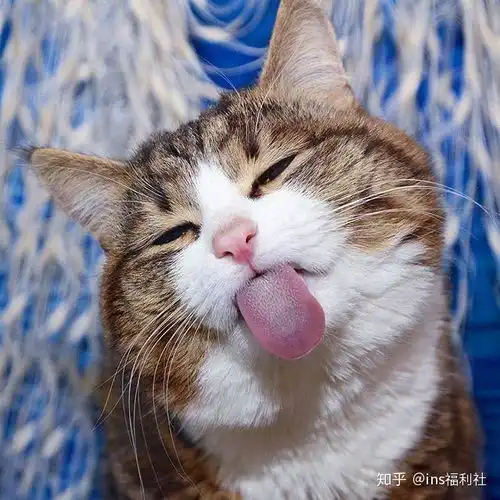 俄罗斯美女收养了一只猫,谁曾想,它居然是个表情包机器