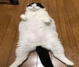 猫咪绝育后很绝望,有种生不如死的感觉,主人给小鱼干也不买账