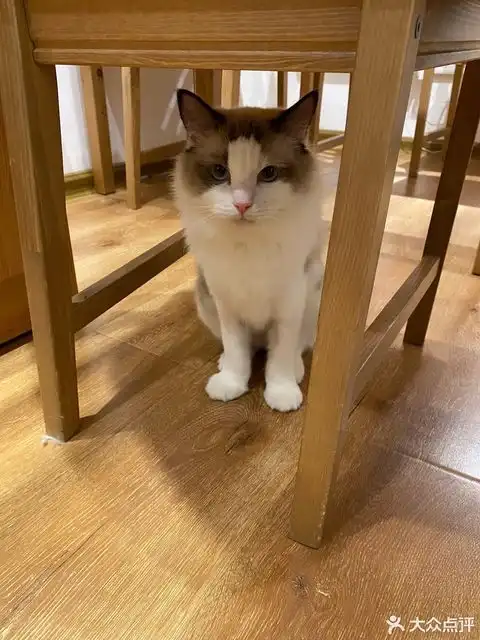 猫隐间猫咖麓山南路店