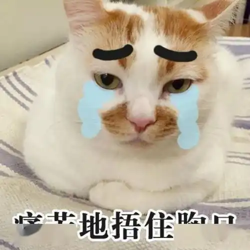 我家猫又不见了找了它一整天,结果它在家窝着呢