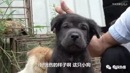 我是一只新来的竹鼠,他们却有一百种吃我的理由