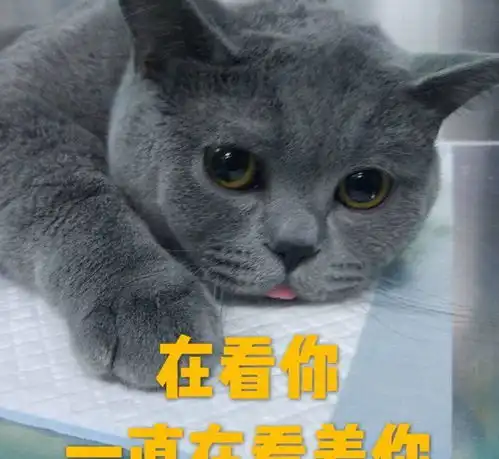 给我家猫做了绝育,它知道发生了什么,会恨我吗