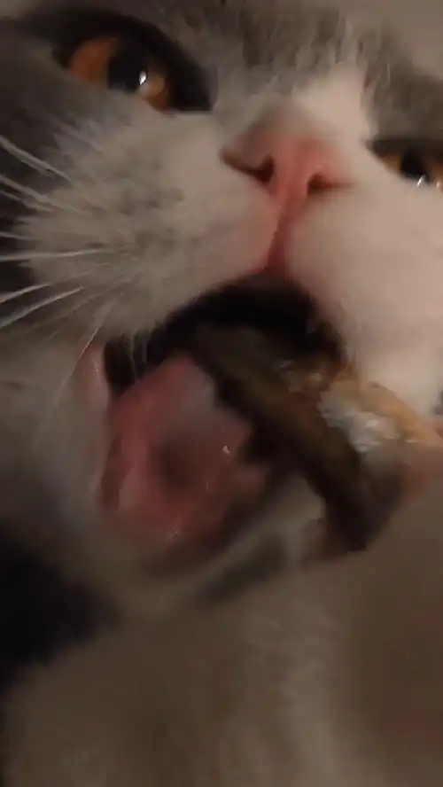 艾特干饭最像猫猫的人