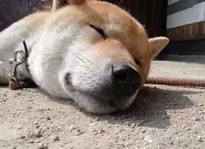 还记得这张表情包吗这只微笑的柴犬走了