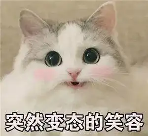 新手买猫挑猫要注意什么