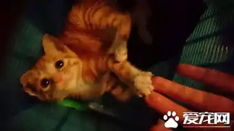 猫生无望阿喵咪结扎手术中一脸生无可恋表情超有趣