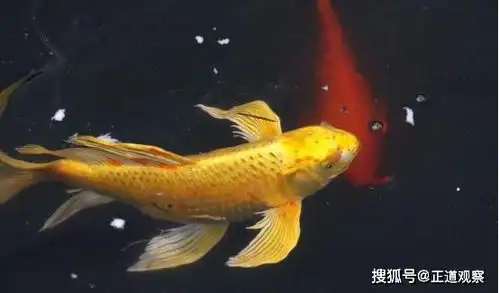 含金量极高的3种生物,尤其是24k黄金达摩,抓到一只会暴富