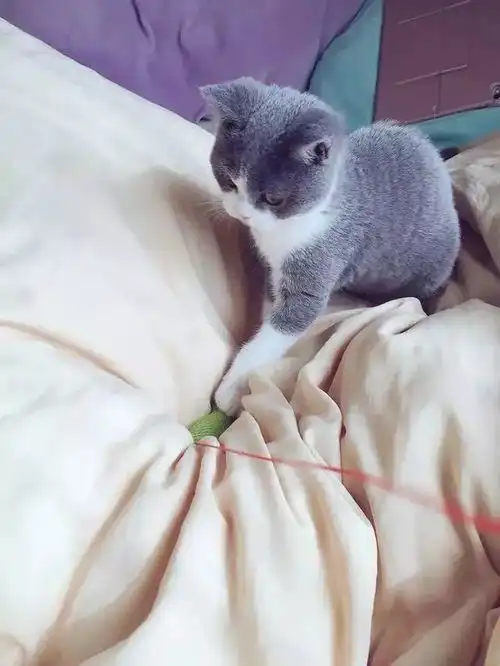 日本小哥养了一小只仙女模样的猫,辣么可爱必定是个男孩纸