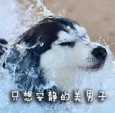 二哈表情包