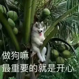 作妖的多伦多不眠夜又要来了今年,世嘉堡stc也要亮一整夜