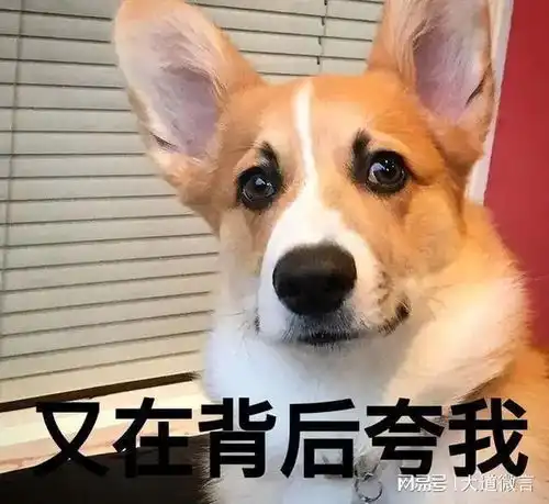 柯基帮主人看套圈摊位,结果娃娃被套走了,追着客人骂几条街