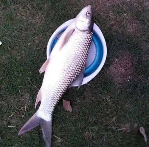 入侵我国最成功的鱼在南方水域繁衍30年,却有人误以为它是草鱼