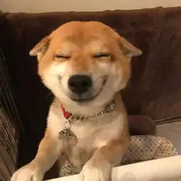 每次看到捡屎官回家,柴犬hana就摆出开心的笑容