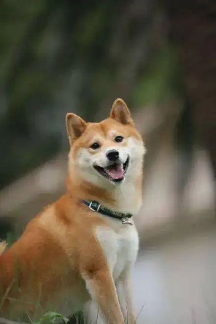 狗狗的笑容太治愈了专治各种不开心