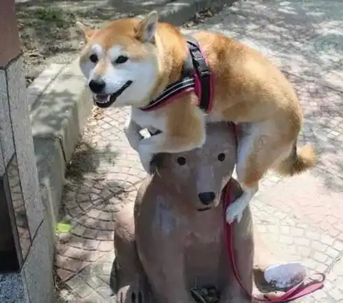 柴犬真是能萌动世界啊行走的表情包,不愧是唯一能和二哈抗衡的狗子