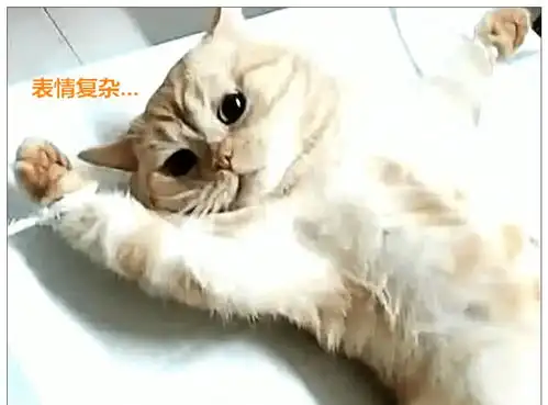 趁猫咪睡着带去绝育,醒来后发现自己被五花大绑,表情萌哭主人