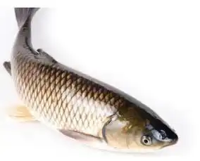 现在你还能看出这条鱼是什么鱼吗