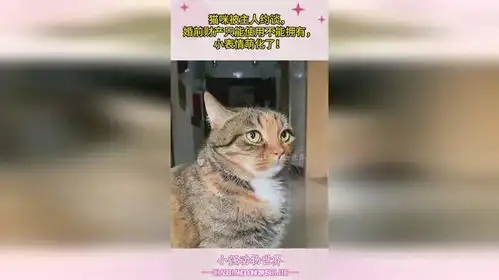 猫咪被主人约谈,婚前财产只能使用不能拥有,小表情萌化了