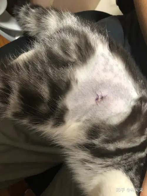 猫绝育手术应如何准备和护理