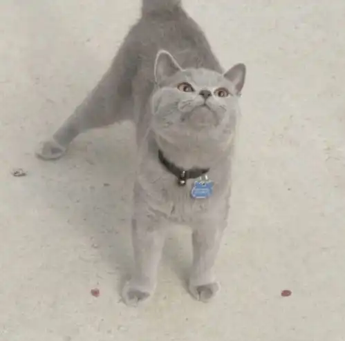从弃婴到百万富翁,这只戏精猫用6年逆袭成表情包影帝,红爆全世界