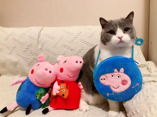 带上小猪佩奇的猫果然不一样,小猪配猫社会...社会