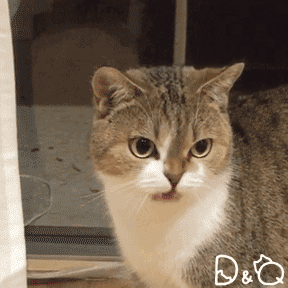 猫咪的4个部位千万不要乱摸,小心会惹上大麻烦
