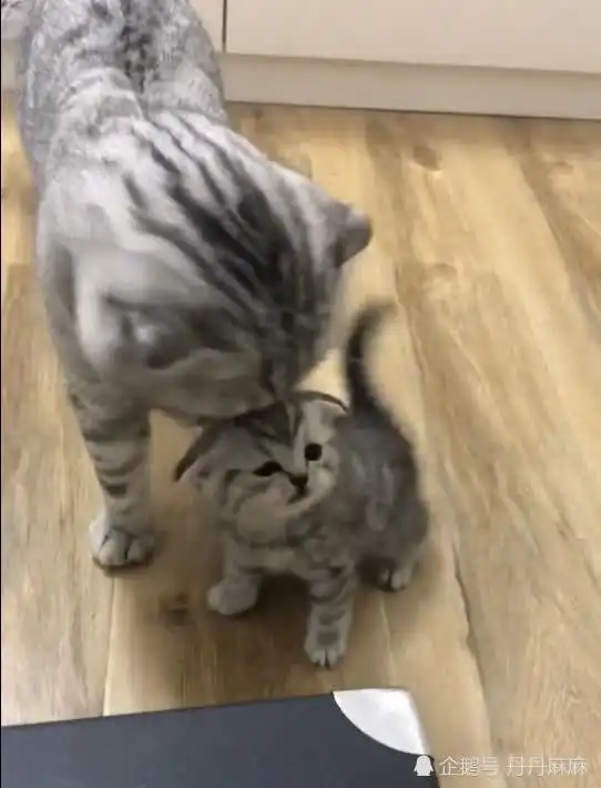 表情一只爱粘着粑粑的小奶猫,仰着头向猫爸撒娇要抱抱,小表情萌翻了表情