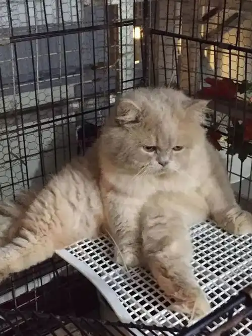 猫咪做完绝育后,表情出卖了它的想法