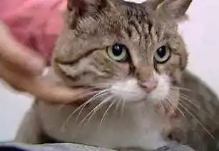 公猫祸祸了全小区的母猫,被强制做绝育手术