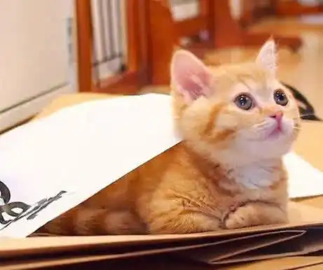 猫大十八变,橘猫小时候很呆萌,长大后画风突变,一身的肉