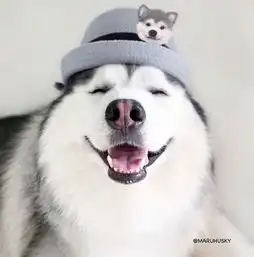 表情又升级了哈士奇界最会用笑眼勾人的表情王maru