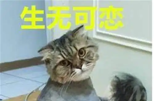 一不小心把猫咪身上的毛剃光,想舔身上毛时这表情亮了