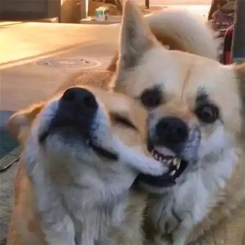 柴犬妹妹吐舌头逗哥哥玩,被咬住了大脸,妹妹笑容渐渐消失